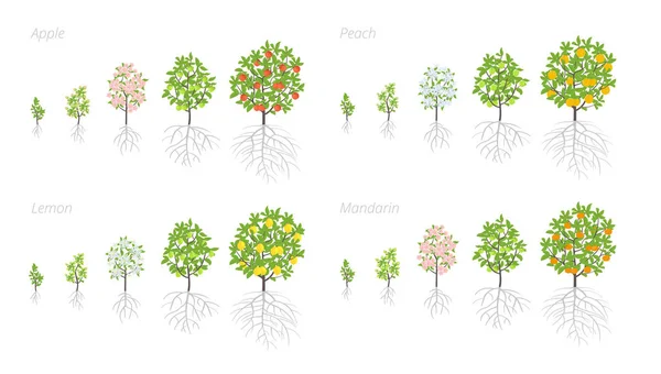 Träd tillväxt stadier. Äpple, persika och citron Mandarin ökar faserna. Vektor illustration. Mognads period progression. Frukt träd livs cykel animation växt frö planta. — Stock vektor