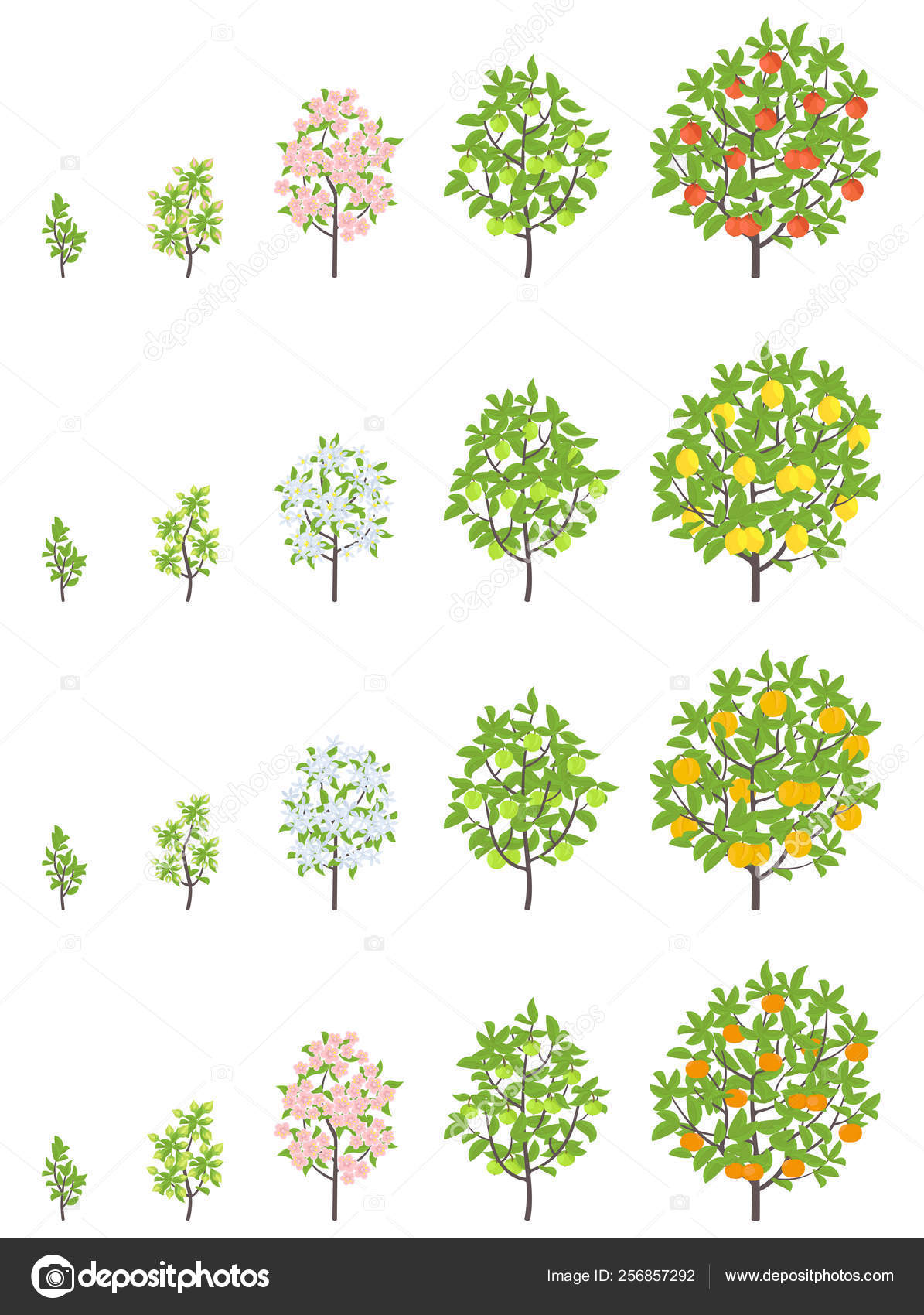 Fruit tree stages