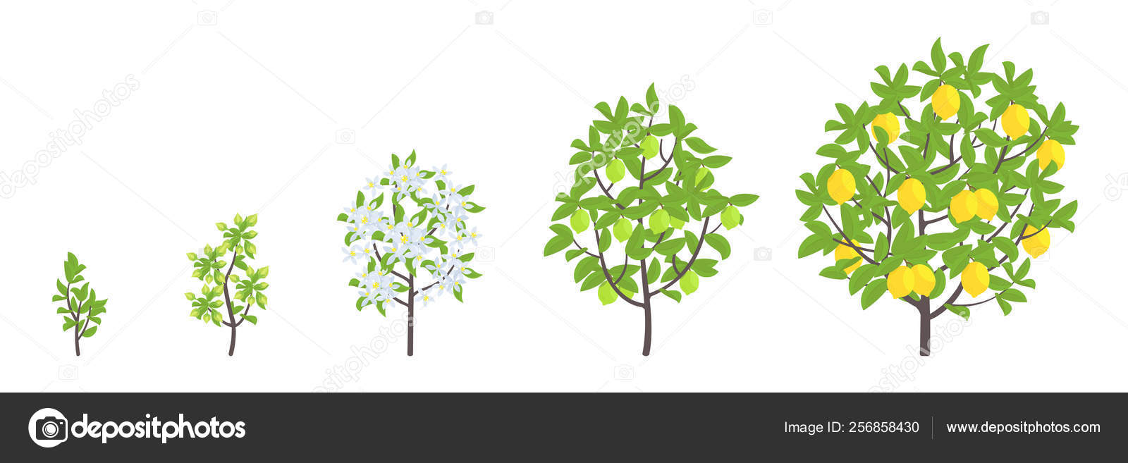 Lemon Tree Growth Stages Vector Illustration Ripening Period Progression Fruit Tree Life Cycle Animation Plant Seedling Lemon Increase Phases Citrus Limon Vector Image By C Ilyakalinin Vector Stock 256858430