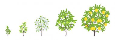 Limon ağacı büyüme aşamaları. Vektör Illustration. Olgunlaşma dönemi ilerlemesi. Meyve ağacı yaşam döngüsü animasyon bitki fide. Limon artışı aşamaları. Narenciye limon.