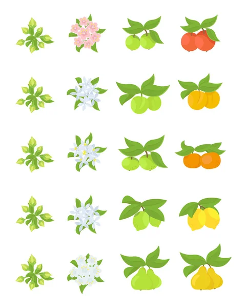 Στάδια ανάπτυξης φρούτων. Φάσεις του αχλάδι με μήλο, ροδάκινο και λεμόνι. Απεικόνιση διανύσματος. Ωρίμανση. Φυτό κίνησης κύκλου ζωής φρούτων. — Διανυσματικό Αρχείο