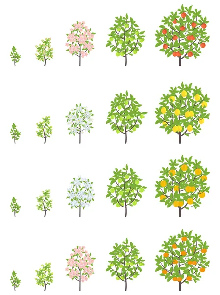 Στάδια ανάπτυξης οπωροφόρων δένδρων. Η μήλο, το ροδάκινο και το λεμόνι αυξάνουν τις φάσεις. Απεικόνιση διανύσματος. Ωρίμανση. Οπωροφόρα δέντρα κύκλος ζωής σπορικό φυτό. — Διανυσματικό Αρχείο