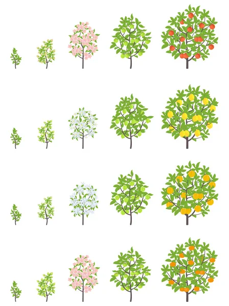 Wachstumsstadien von Obstbäumen. Apfel, Pfirsich und Zitrone Mandarine erhöhen Phasen. Vektorillustration. Reifeprozess. Lebenszyklus von Obstbäumen Animation Pflanzensämlinge. — Stockvektor