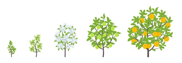 Wachstumsstadien von Pfirsichbäumen. Vektorillustration. Fortschreiten der Reifezeit. Lebenszyklus von Obstbäumen Animation Pflanzensämling. Pfirsichvermehrungsphasen. farbige Abbildung Cliparts. — Stockvektor
