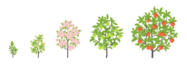 Apfelbaumwachstum Stadien. Vektorillustration. Fortschreiten der Reifezeit. Lebenszyklus von Obstbäumen Animation Pflanzensämling. Apfelsteigerungsphasen. — Stockvektor