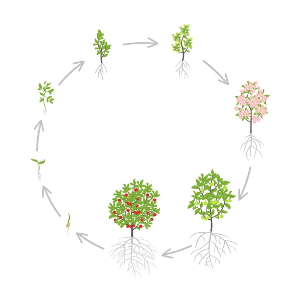 Tree growth stages. Vector illustration. Ripening period progression