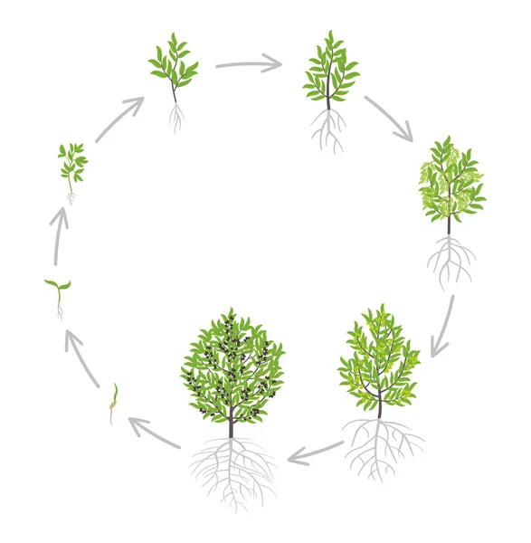 De groeistadia van de olijfboom. Vector illustratie. Rijping periode progressie. Olive Tree levenscyclus animatie plant zaailing. Europese olijven fasen. — Stockvector