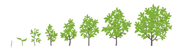Fák növekedési szakaszai. Vektoros illusztráció. Az érlelő időszak fejlődése. A fa életciklus-animációs növényi csemete fázisok. — Stock Vector