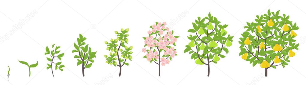 Pear tree growth stages. Vector illustration. Ripening period progression. Pear fruit tree life cycle animation plant seedling. Pear increase phases.