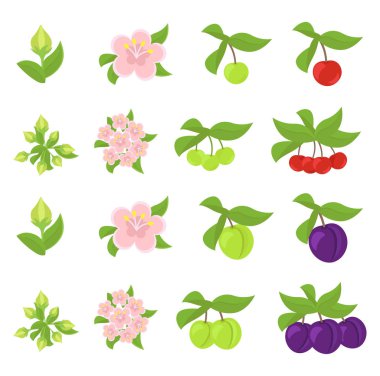 Meyve büyüme aşamaları. Kiraz ve Erik Mürdüm aşamaları. Vektör Illustration. Olgunlaşma ilerlemesi. Meyve yaşam döngüsü animasyon tesisi.