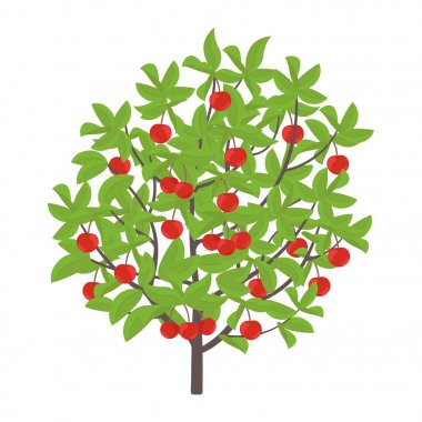 Kiraz ağacı. Vektör Illustration. Kiraz meyve ağacı bitki. Düz vektör renk Illustration clipart. Bir ağaçta Olgun kırmızı Prunus.