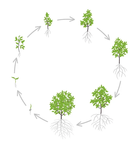 Baumwachstumsstadien. Vektorillustration. Fortschreiten der Reifezeit. Baum-Lebenszyklus-Animation Pflanzensämlingsphasen. — Stockvektor