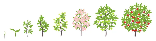 Cherry tree growth stages. Vector illustration. Ripening period progression. Cherries fruit tree life cycle animation plant seedling. Sweet cherry. Prunus increase phases. — Stock Vector