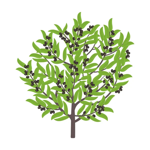 Oliivipuu. Vektorikuvitus. Oliivin mustan hedelmäpuun kasvi. Tasainen vektorin väri Kuvitus clipart. Kypsä eurooppalainen oliivi puussa . — vektorikuva