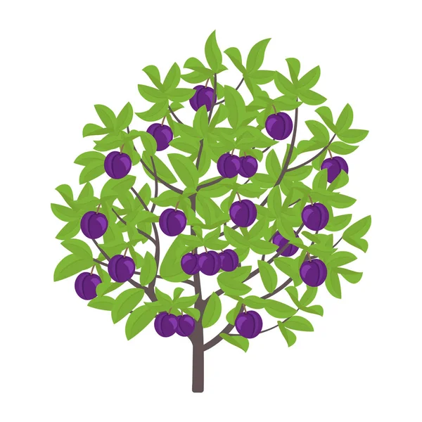 Blue Plum tree. Vector illustration. Damsons fruit tree plant. Flat vector color Illustration clipart. Ripe Prunus on a tree. — Stock Vector