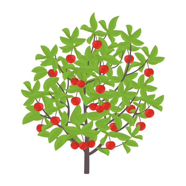 Třešňový strom. Vektorová ilustrace. Třešně ovocná rostlina. Plochá vektorová barva ilustrace klipartu. Zralý červený Prunus na stromě. — Stockový vektor