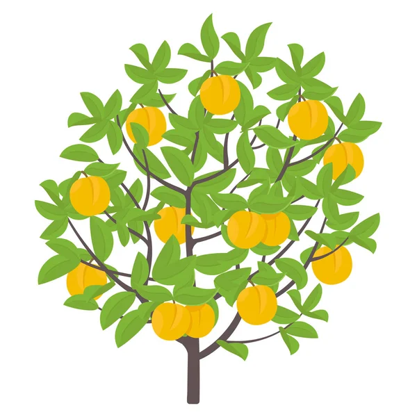 Perzik boom. Vector illustratie. Fruit boom nectarine plant. Platte vector kleur illustratie clipart. Rijpe perzik op een boom. Prunus persica — Stockvector