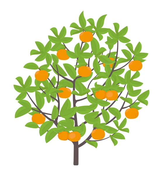 Mandarin strom. Vektorová ilustrace. Zralá ovocná oranžová rostlina. Plochá vektorová barva ilustrace klipartu. — Stockový vektor
