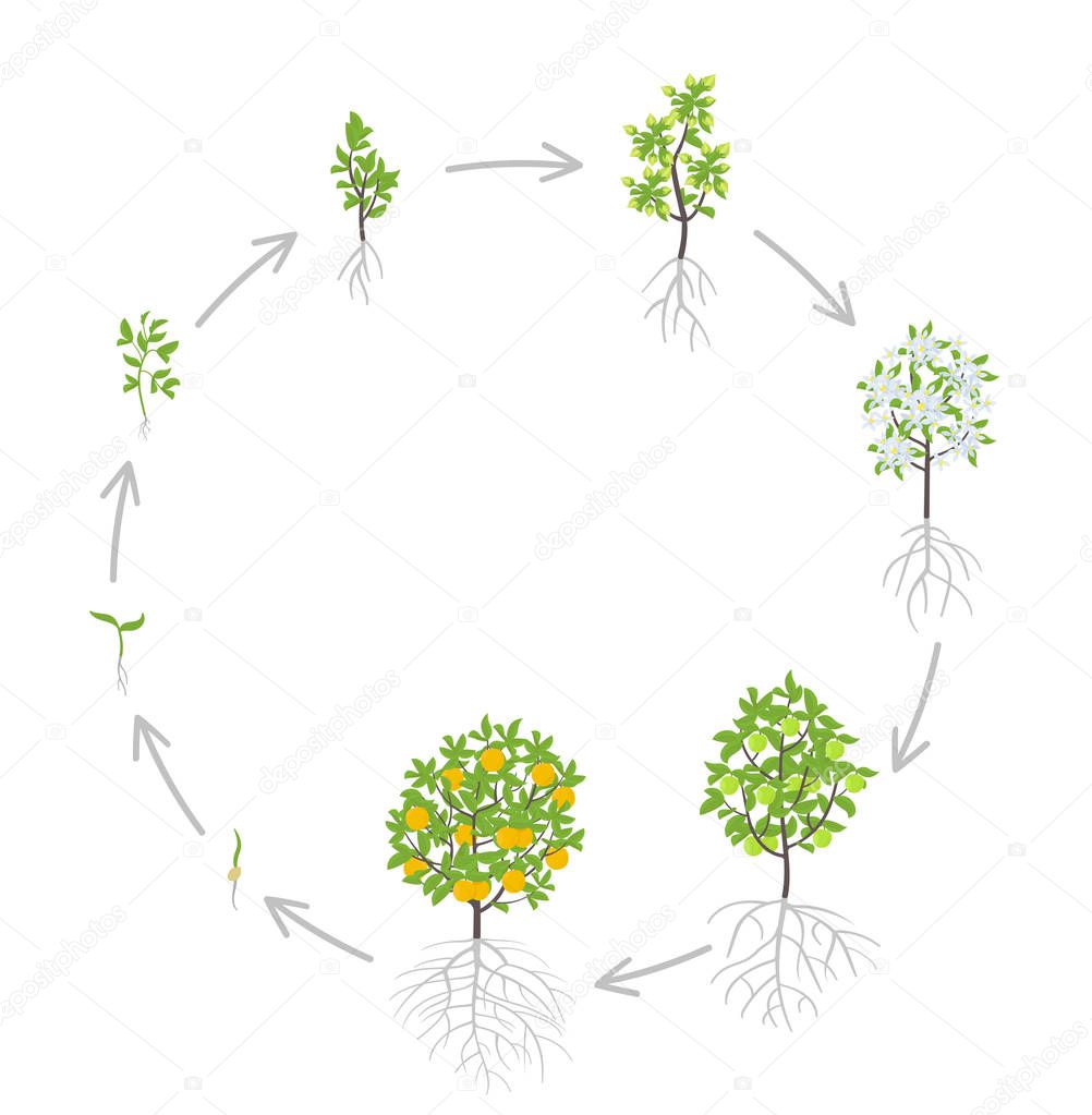 Sweet oranges tree growth stages. Vector illustration. Ripening period progression. Orange fruit tree life cycle animation plant seedling. Orange increase phases. Citrus aurantium