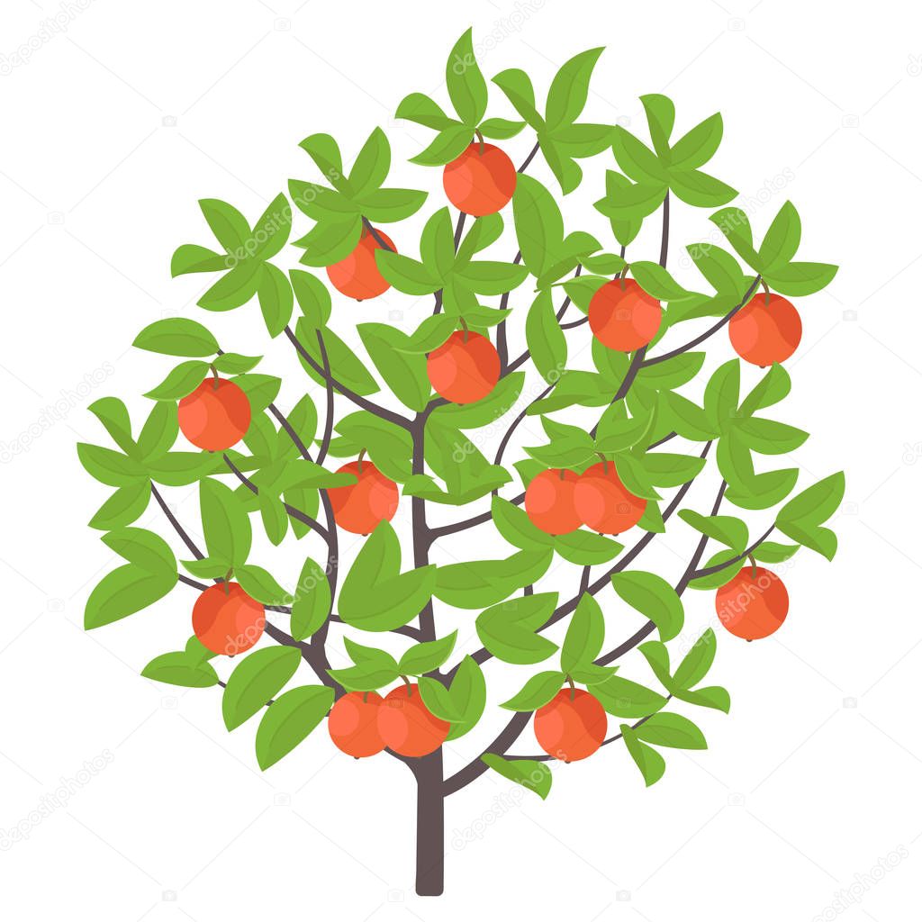 Apple tree. Vector illustration. Fruit tree plant. Flat vector color Illustration clipart. Ripe red apples on a tree.