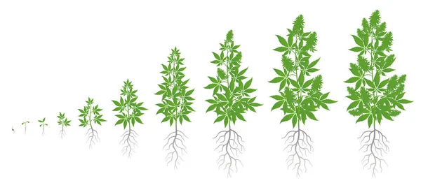 Kenevir bitkisinin büyüme aşamaları. Marihuana evreleri ayarlandı. Esrar indica olgunlaşma dönemi. Yaşam döngüsü. Weed Growing. Beyaz arka planda yalıtılmış vektör çizimi.