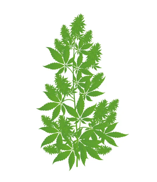 Planta de cáñamo. Marihuana o cannabis indica tree. Ilustración vectorial aislada sobre fondo blanco . — Archivo Imágenes Vectoriales