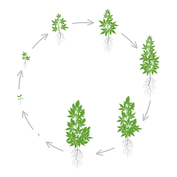 Circular growth stages of hemp plant. Marijuana round phases set. Cannabis indica ripening period. The life cycle. Weed Growing. Isolated vector illustration on white background. — Stock Vector