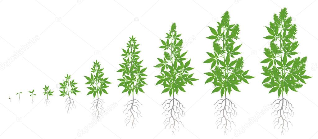 Growth stages of hemp plant. Marijuana phases set. Cannabis indica ripening period. The life cycle. Weed Growing. Isolated vector illustration on white background.