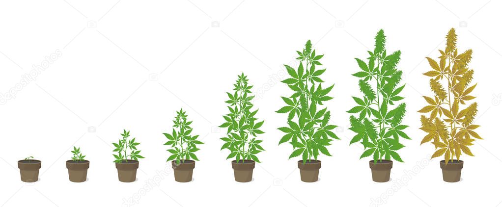 Growth stages of hemp potted plant. Marijuana phases set. Cannabis indica ripening period. The life cycle. Weed Growing in a pot at home. Isolated vector illustration.