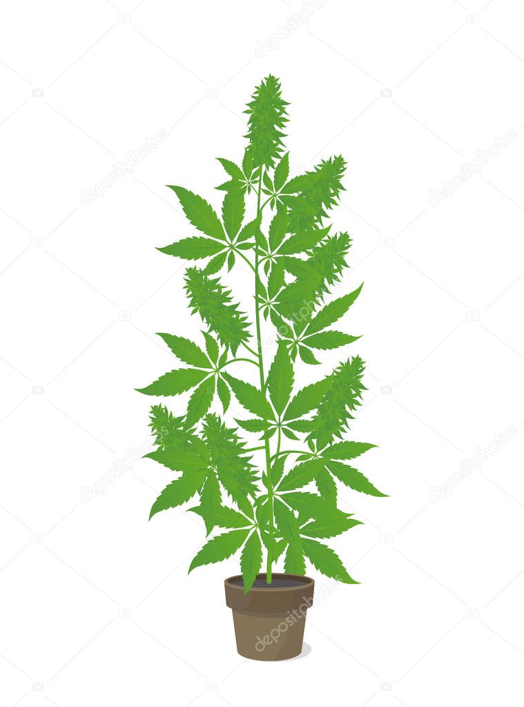 Hemp potted plant. Marijuana or cannabis indica tree. Isolated vector illustration on white background. Weed Growing in a pot at home.