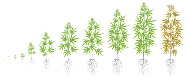 Den Wachstumszyklus der Hanfpflanze. Marihuana-Phasen festgelegt. Cannabis sativa Reifezeit. Lebensphasen. Unkraut wächst. isolierte Vektordarstellung auf weißem Hintergrund. — Stockvektor