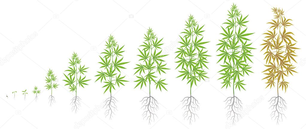 The Growth Cycle of hemp plant. Marijuana phases set. Cannabis sativa ripening period. The life stages. Weed Growing. Isolated vector illustration on white background.