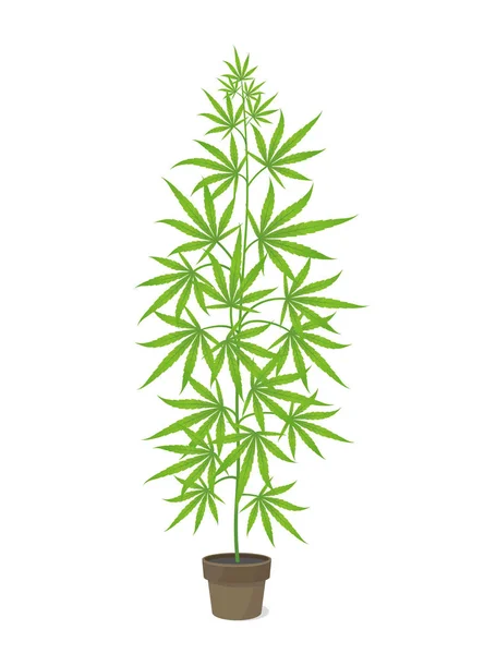 Hemp potted plant. Marijuana or cannabis sativa green tree. Isolated vector illustration on white background. Weed Growing in a pot at home. — Stock Vector