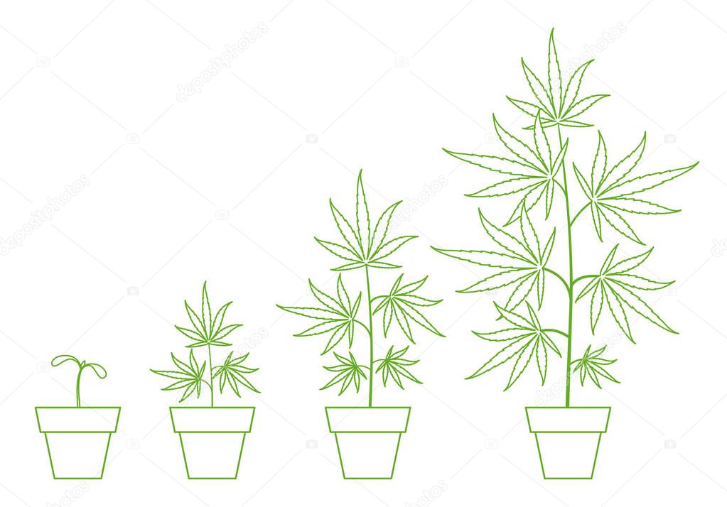 Growth stages of hemp potted plant. Marijuana phases set. Cannabis indica ripening. Infographic period. The life cycle. Weed Growing in a pot at home. Outline contour vector illustration.