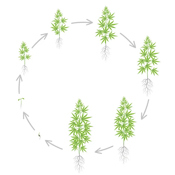 The Growth Cycle of hemp plant. Marijuana round phases set. Cannabis sativa ripening period. The life stages. Weed Growing. Isolated vector illustration on white background. — Stock Vector