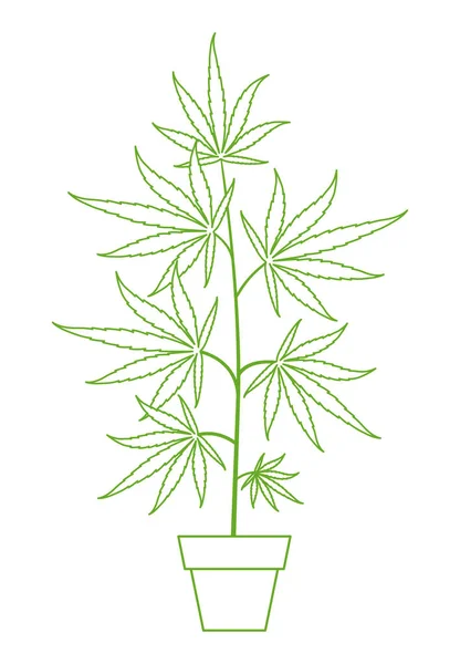 Hemp potted plant. Marijuana or cannabis sativa on white background. Weed Growing in a pot at home. Outline contour vector line illustration. — Stock Vector