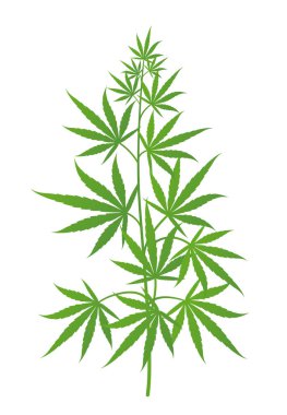 Kenevir bitkisi. Esrar veya kenevir sativa yeşil ağaç. Beyaz arka planda yalıtılmış vektör çizimi.