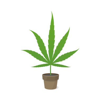 Esrar yaprağı bir tencerede. Simge veya logo. Beyaz arka planda yeşil. Kenevir saksı bitki. Esrar sativa. Yalıtılmış vektör illüstrasyonu.