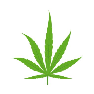 Marihuana yaprağı. Simge veya logo. Beyaz arka planda yeşil. Kenevir bitkisi. Esrar sativa. Yalıtılmış vektör illüstrasyonu.