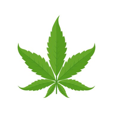 Marihuana yaprağı. Simge veya logo. Beyaz arka planda yeşil. Kenevir bitkisi. Esrar indica. Yalıtılmış vektör illüstrasyonu.