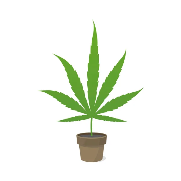 Marijuana leaf in a pot. Icon or logo. Green on a white background. Hemp potted plant. Cannabis sativa. Isolated vector illustration. — Stock Vector