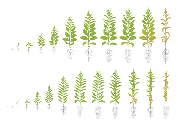 Dois tipos de sésamo. Conjunto de fases de colheita de sésamo. Planta de sésamo em crescimento. Também chamado Benne. Sesamum indicum. Vector plana Ilustração animação progressão . — Vetor de Stock