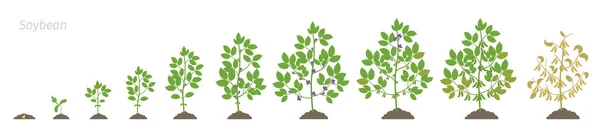 Wachstumsstadien der Sojabohnenpflanze. Sojabohnen-Phasen bestimmen die Reifezeit. Glycine max Lebenszyklus, Animation Progression. — Stockvektor