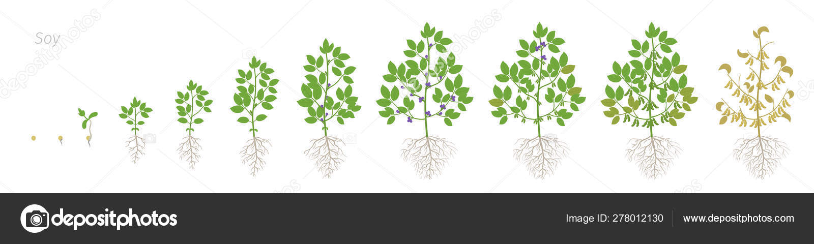 Growth stages of Soybean plant with roots. Soya bean phases set ripening  period. Glycine max life cycle, animation progression. Stock Vector Image  by ©ilyakalinin #278012130