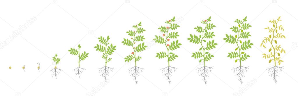 Crop stages of Chickpea. Growing animation chick pea plant. Known as gram or Bengal gram, garbanzo or garbanzo bean, and Egyptian pea. Vector flat Illustration.