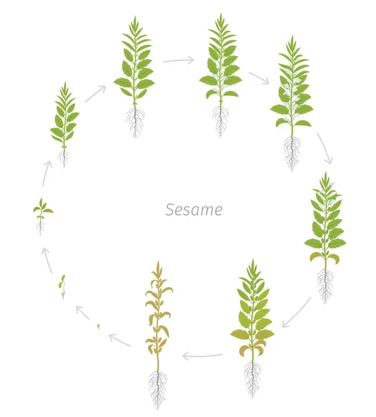 Runde Erntephasen der Sesampflanze. neue, moderne und verbesserte Pflanzenarten. auch benne genannt. sesamum indicum. Kreisförmige Animation. — Stockvektor