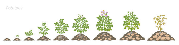 Crop stages of potatoes plant. Growing spud plants. The life cycle. Harvest potato growth animation progression. Solanum tuberosum In the soil.