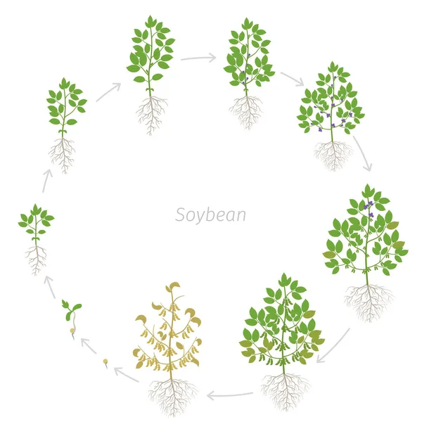 Ronde groeistadia van soja plant met wortels. De ronde fases van sojabonen stellen de rijpingsperiode in. Glycine max levenscyclus, animatie progressie. — Stockvector