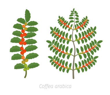 Kahve tesisi. Bush kahvesi. Ağaç Coffea Arabica kırmızı fasulye tarlası. Fasulye olan bir şube. Renkli düz vektör. Yeşil yaprakları.
