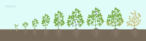Wachstumsstadien von Sojabohnen mit Wurzeln im Boden. Sojabohnen-Phasen bestimmen die Reifezeit. Glycine max Lebenszyklus, Animation Progression. — Stockvektor